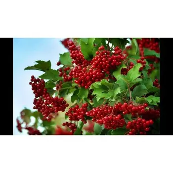 Калина красная, С3 (горшок 3 л), 60-80 см высота, 1 шт