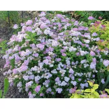 Калина На-на, Горшок Р9, 1шт, Июнь 2022