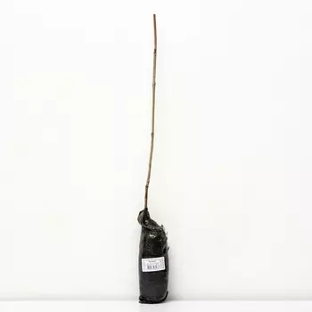 Калина обыкновенная «Розеум», 1 шт., туба, Весна 2025