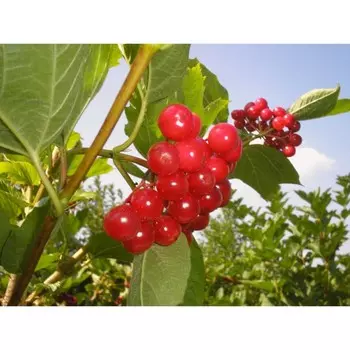 Калина жолобовская, С3 (горшок 3 л), 60-70 см высота, 1 шт