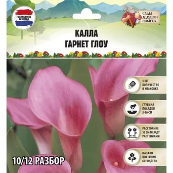 Калла "Гарнет Глоу", р-р 10/12, 5 шт, Весна 2025