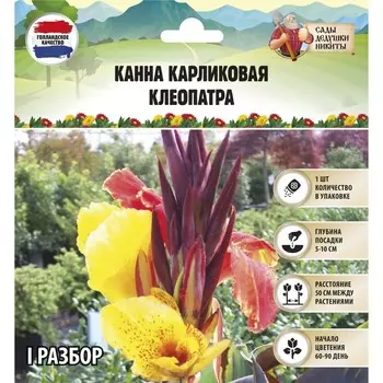 Канна Карликовая "Клеопатра", р-р I, 1 шт, Весна 2023