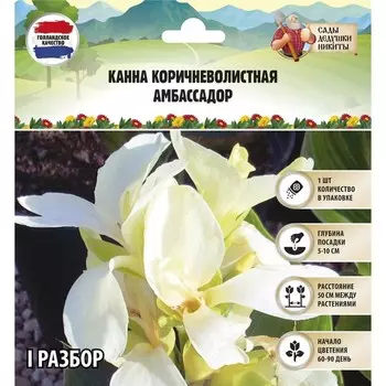 Канна коричневолистная "Амбассадор", р-р I, 1 шт, Весна 2023