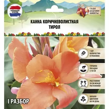 Канна коричневолистная "Тирол", р-р I, 1 шт, Весна 2023