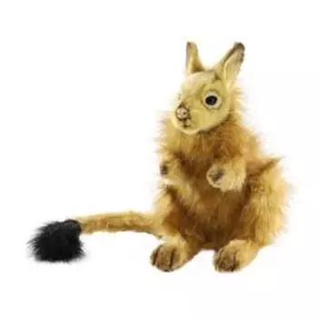 Капский долгоног, 24 см