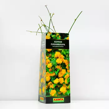 Керрия японская Пленифлора (P9), 1 шт, Весна 2024