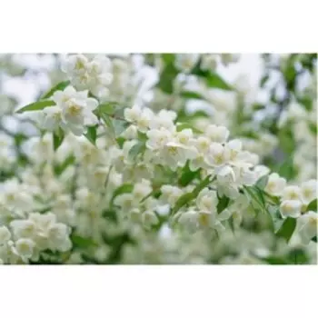 Кизильник "Мажори", Р9 (горшок квадратный 9 см), 1 шт Весна 2023