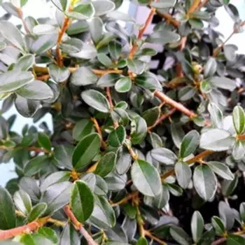 Кизильник Стокгольм, Горшок Р9, 1шт, Июнь 2022