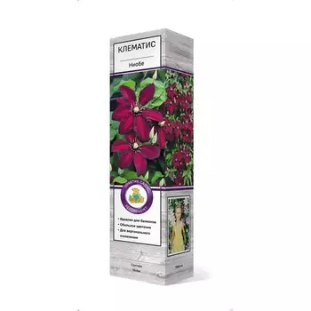 Клематис крупноцветковый "Ниобе ", 1 шт, туба, Весна 2025