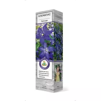 Клематис крупноцветковый "Рапсоди ", 1 шт, туба, Весна 2025