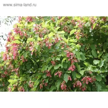 Клен татарский, С3 (горшок 3 л.) 30-60см высота, 1 шт