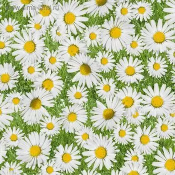 Клеёнка столовая Photoprint «Маргаритки», 140 см, рулон 20 пог. м
