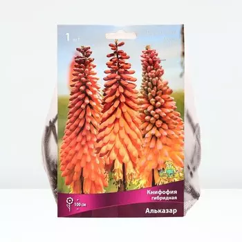 Книфофия гибридная Альказар, р-р I, 1 шт, Весна 2025