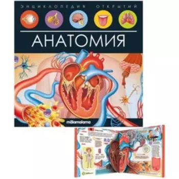 Книжка-панорамка. Анатомия
