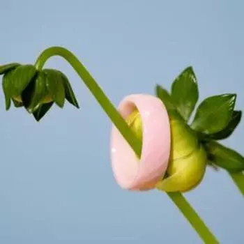 Кольцо керамика "Минимал" огранка ромб, цвет розовый, 16,5 размер