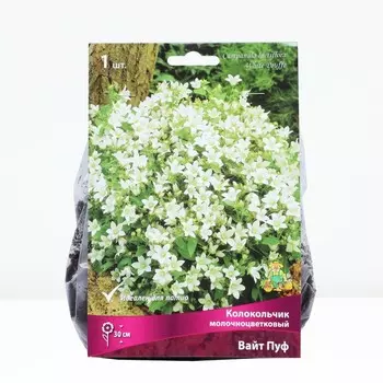 Колокольчик "молочноцветковый Вайт Пуф", 1 шт, р-р I, Весна 2025