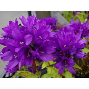 Колокольчик скученный "Шнеекроне" С2-С3