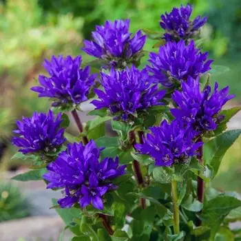 Колокольчик скученный (синий) С2-С3