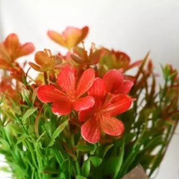 Композиция "Чистотел цветущий" 7*18 см, микс