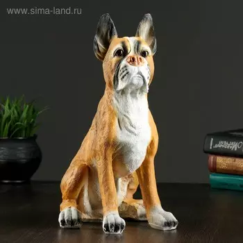 Копилка для денег «Боксёр», полистоун, 3624 см