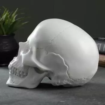 Копилка для денег «Череп», полистоун, белый, 161322 см