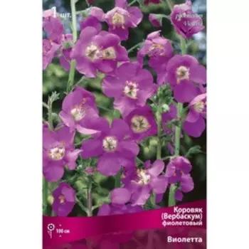 Коровяк (Вербаскум) "фиолетовый Виолетта", 1 шт, р-р I, Весна 2023