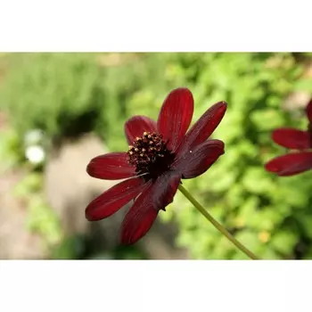 Космея кроваво-красная, 1 шт, Весна 2024