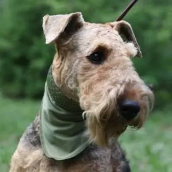 Косынка охлаждающая OSSO, L (70 х 28 см)