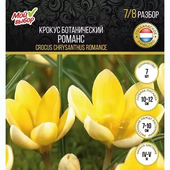Крокус ботанический Романс, р-р 7/8, 7 шт, Весна 2025