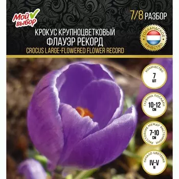 Крокус крупноцветковый Флауэр Рекорд, р-р 7/8, 7 шт, Весна 2025