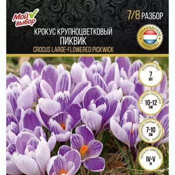 Крокус крупноцветковый Пиквик, р-р 7/8, 7 шт, Осень 2024