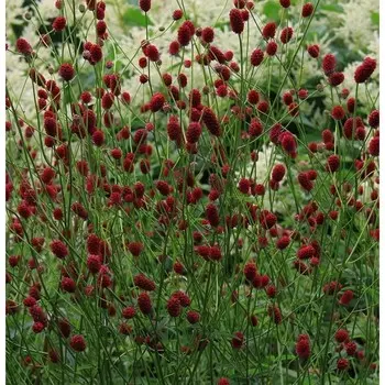 Кровохлебка "Little Angel ", р-р I, 1 шт, Весна 2024