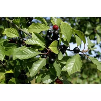 Крушина, горшок 1,6л, 1 шт, Август 2022