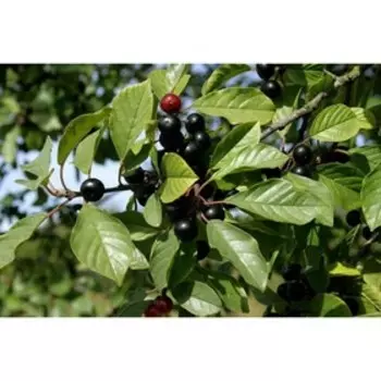 Саженец крушина Ломкая, Горшок P9, Лето 2024