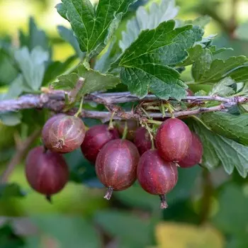 Крыжовник Конфетный, Горшок Р9, 1 шт, Август 2022