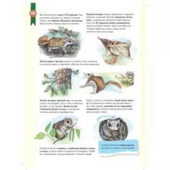 Кто где живёт? Звери и птицы леса. Тиходеева М. Ю.