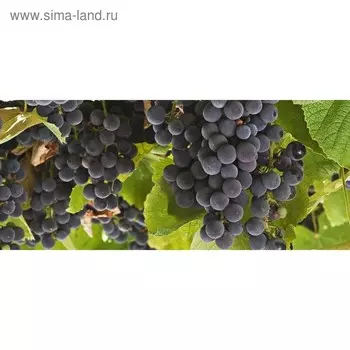 Кухонный фартук 1400х600 мм, закалённое стекло 4 мм, 6 отверстий под крепёж, цвет ФР0202