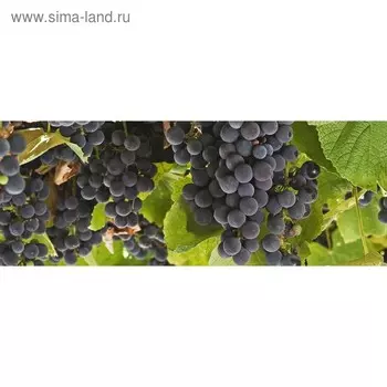 Кухонный фартук 1600х600 мм, закалённое стекло 4 мм, 6 отверстий под крепёж, цвет ФР0202