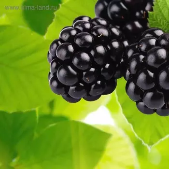 Кухонный фартук, 600 × 600 мм, закалённое стекло 4 мм, 4 отверстия под крепёж