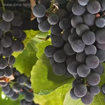 Кухонный фартук, 600 × 600 мм, закалённое стекло 4 мм, 4 отверстия под крепёж