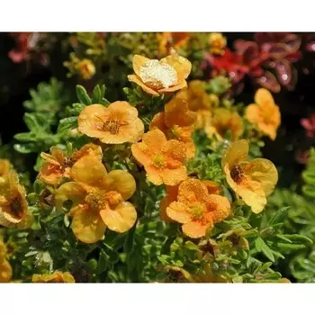 Курильский чай Оранж Стар, Горшок Р9, 1 шт, Август 2022