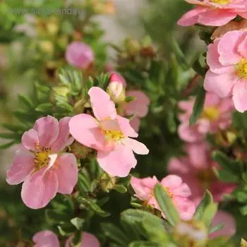 Курильский чай Пинк Виспе, Горшок Р9, 1 шт, Август 2022