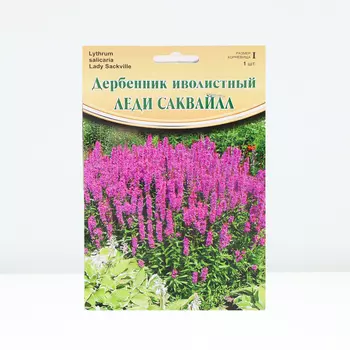 "Lady Sackville", р-р I, 1 шт, Весна 2024