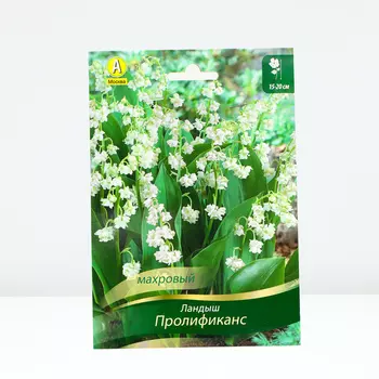 Ландыш майский Пролификанс, 1 шт, Весна 2024