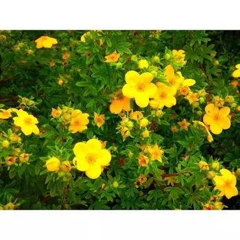 Лапчатка кустарниковая Голдфингер (P9), 1 шт, Весна 2024