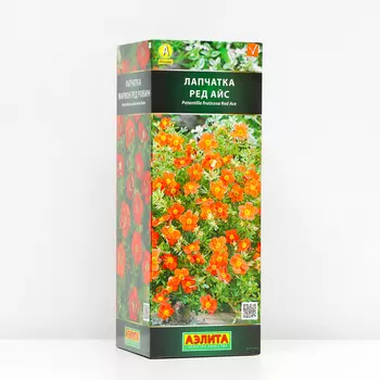 Лапчатка кустарниковая Ред Айс (P9), 1 шт, Весна 2024