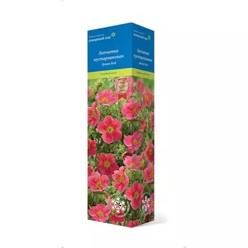 Лапчатка кустарниковая (Серия Северный сад) "Данни Бой", 1 шт, туба, Весна 2025