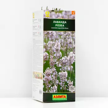 Лаванда узколистная Розеа (P9), 1 шт, Весна 2024