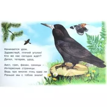 Лесные птицы