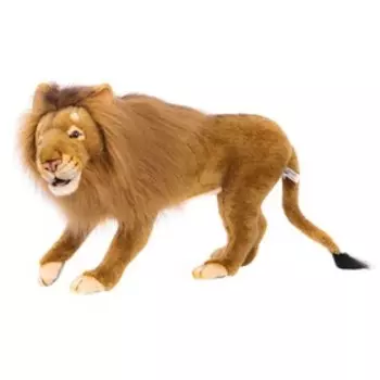 Лев североконголезский, 75 см